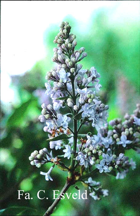 Syringa vulgaris 'Olivier de Serres'