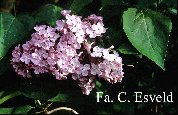 Syringa hyacinthiflora 'Maiden's Blush'