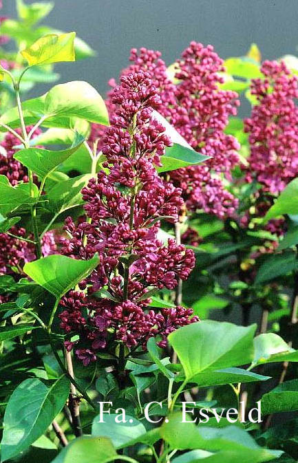 Syringa vulgaris 'Andenken an L. Spaeth'