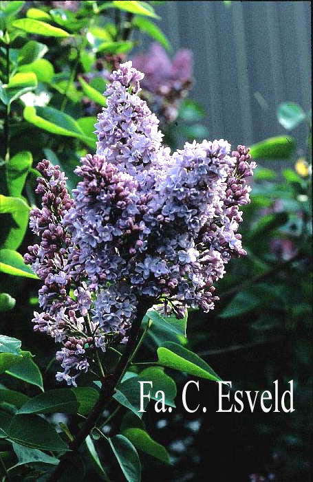 Syringa vulgaris 'Olivier de Serres'