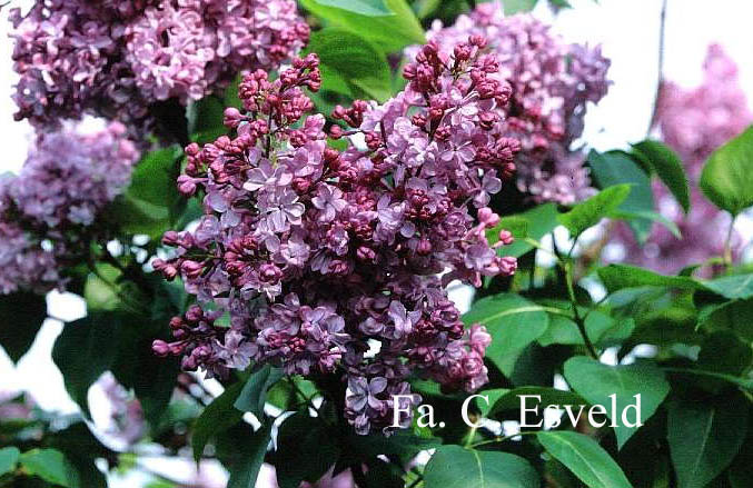 Syringa vulgaris 'Paul Deschanel'