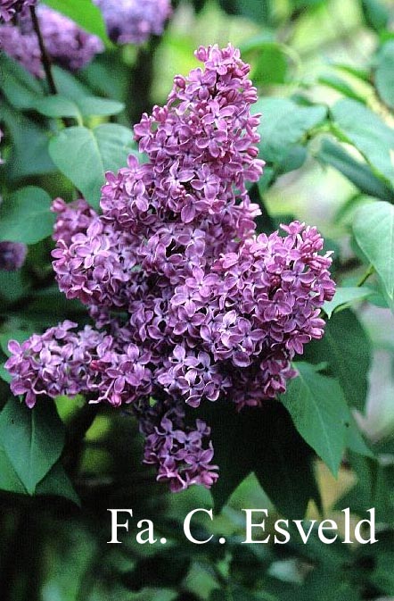 Syringa vulgaris 'Ruhm von Horstenstein'