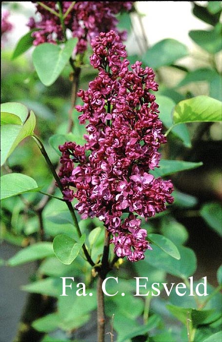 Syringa vulgaris 'Charles Joly'