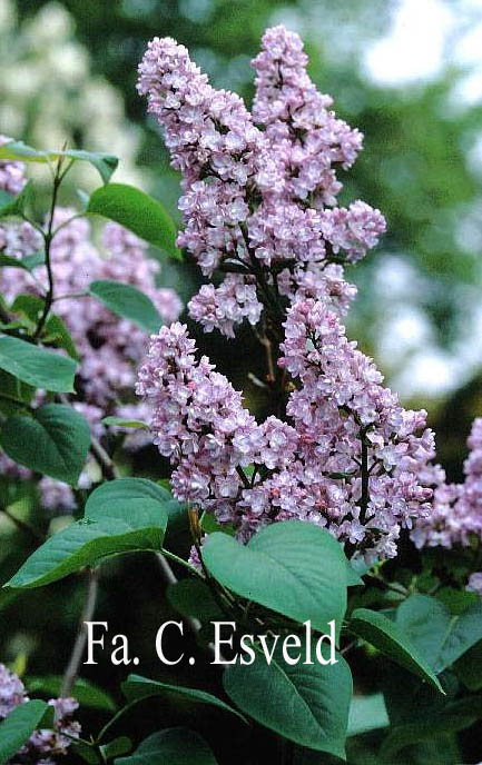 Syringa vulgaris 'Mme Antoine Buechner'