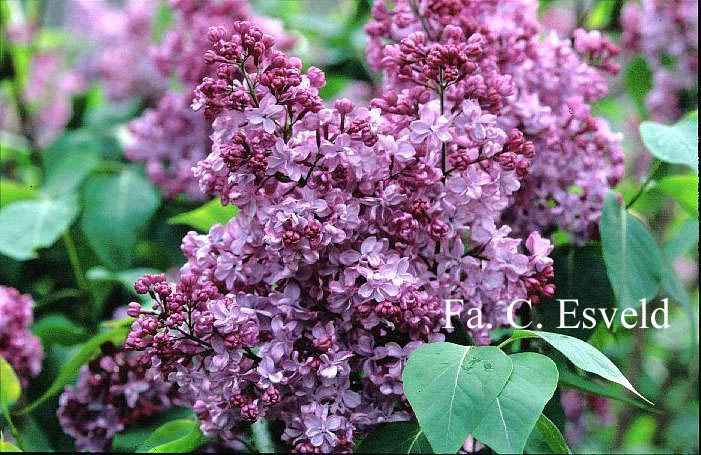 Syringa vulgaris 'Paul Deschanel'