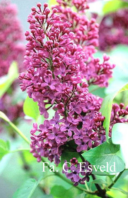 Syringa vulgaris 'Andenken an L. Spaeth'