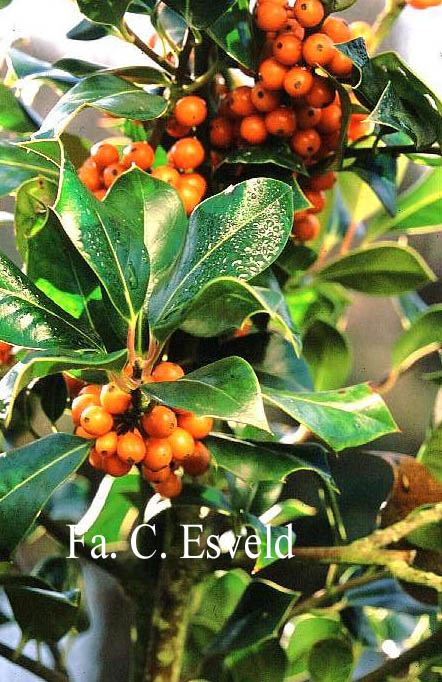 Ilex aquifolium 'Amber'