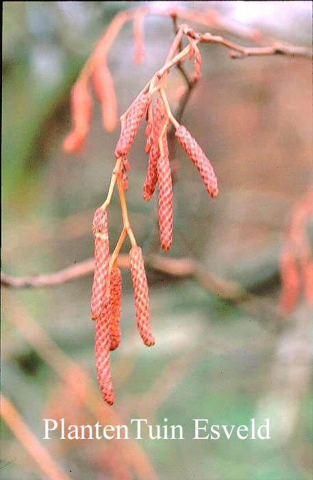 Alnus incana 'Aurea'