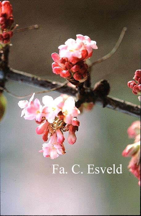 Viburnum bodnantense 'Charles Lamont'