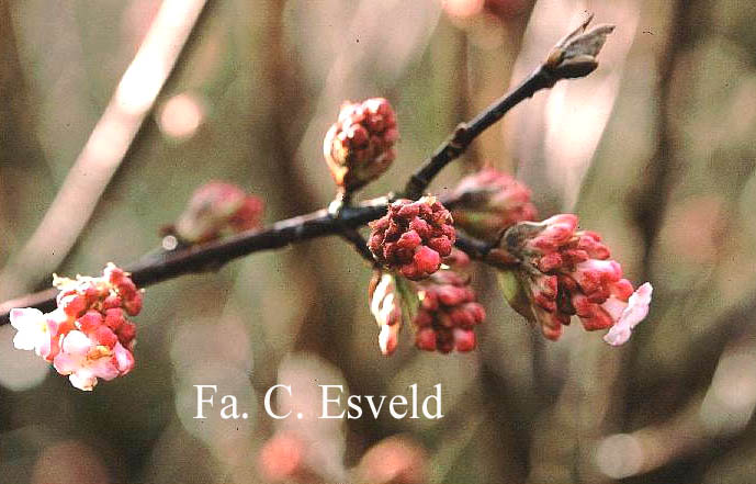 Viburnum bodnantense 'Charles Lamont'