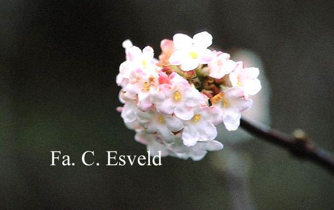 Viburnum bodnantense 'Deben'