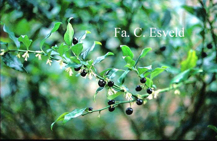 Sarcococca confusa