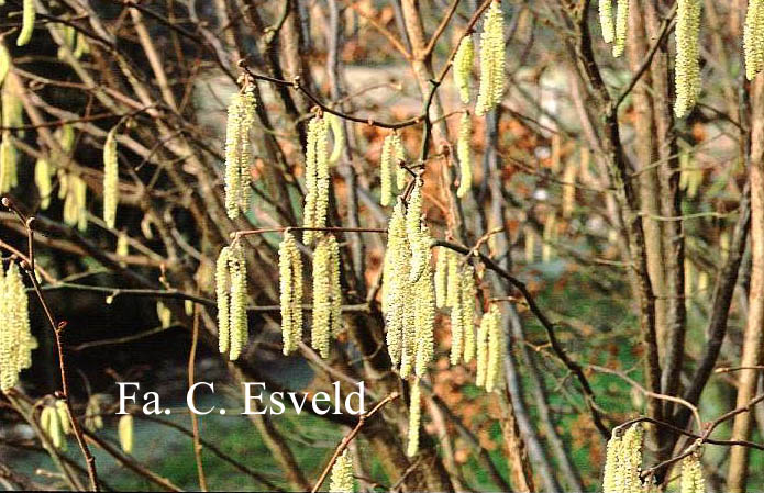 Corylus avellana