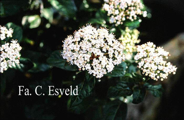 Viburnum tinus