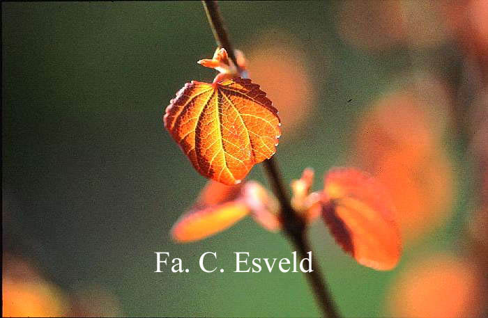 Cercidiphyllum japonicum 'Strawberry'