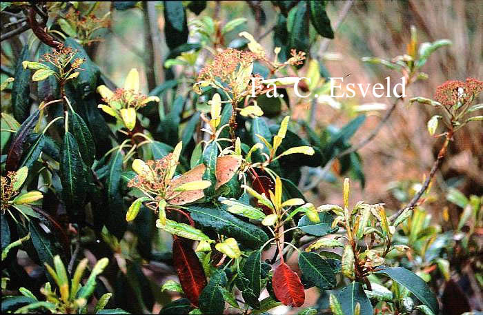 Photinia glabra