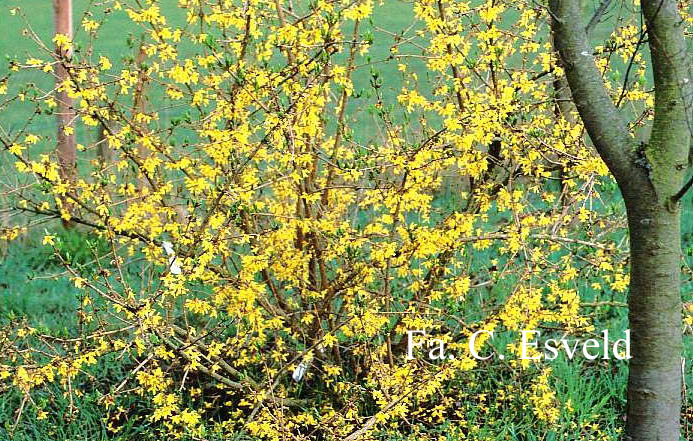 Forsythia europaea