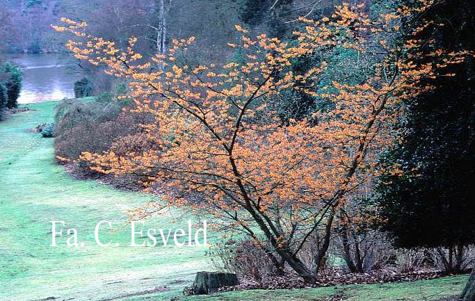 Hamamelis intermedia 'Jelena'