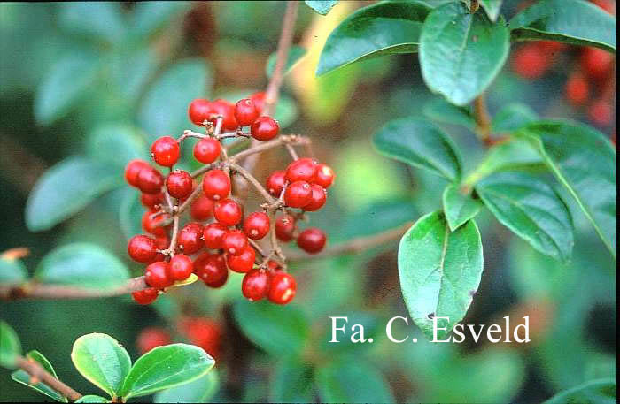 Viburnum 'Cotentin'