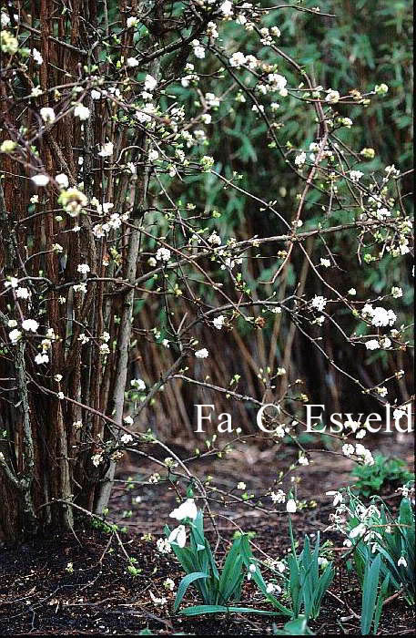 Viburnum farreri 'Candidissimum'