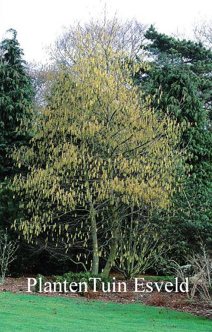 Alnus cordata