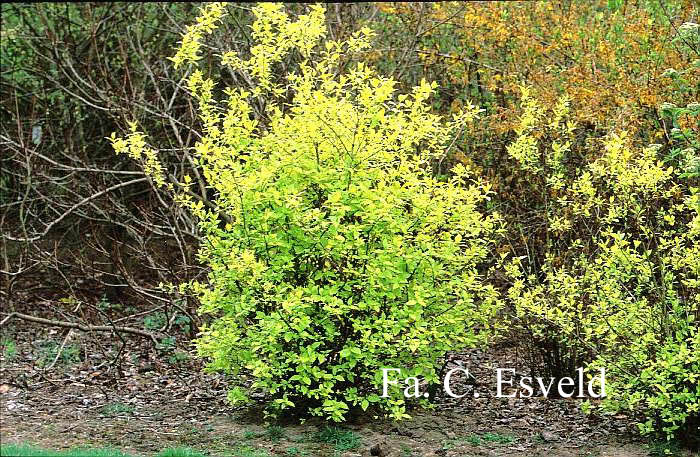 Philadelphus coronarius 'Aureus'