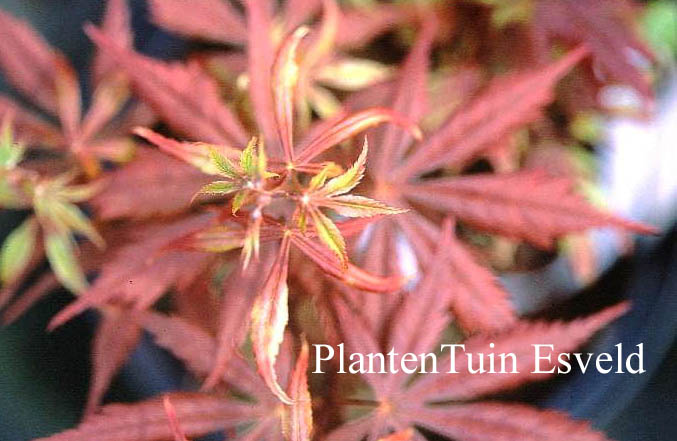 Acer palmatum 'Heguri'