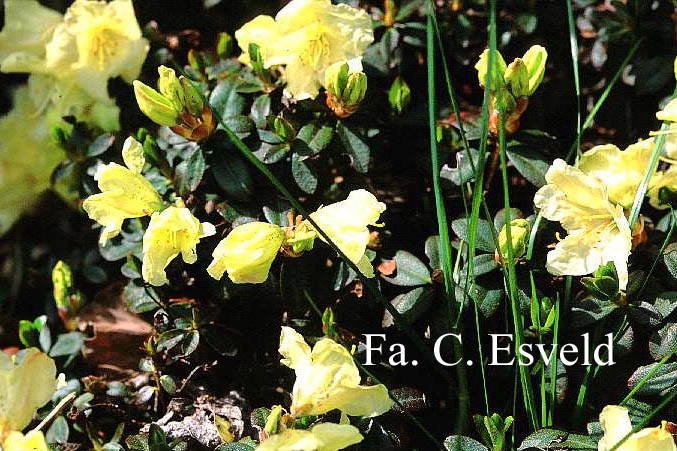 Rhododendron 'Wren'