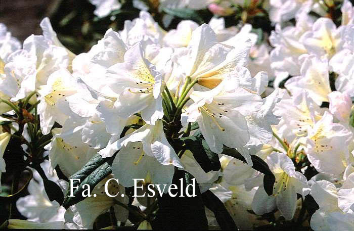 Rhododendron 'Silver Sixpence'