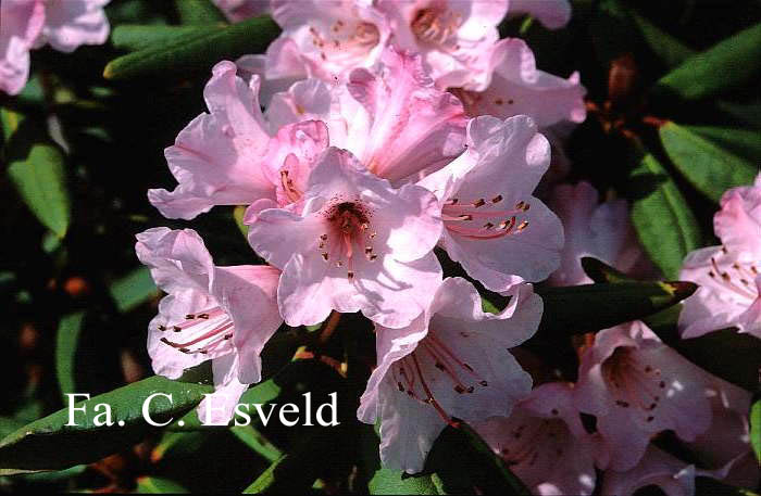 Rhododendron 'Redwood'