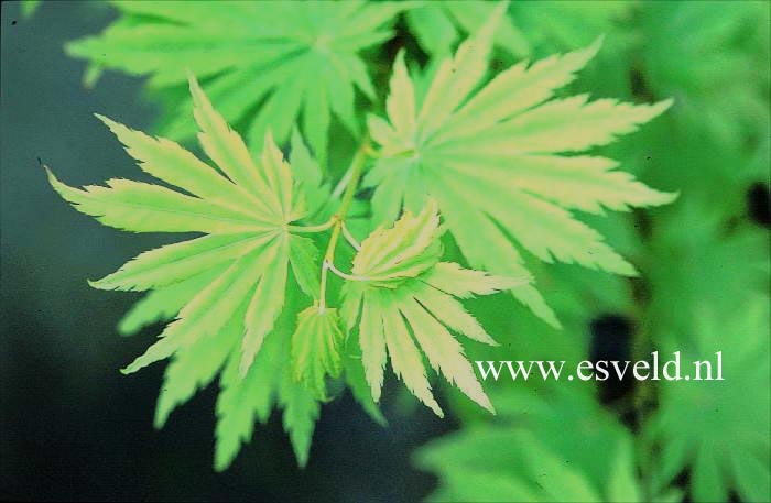 Acer shirasawanum 'Keikan zan'