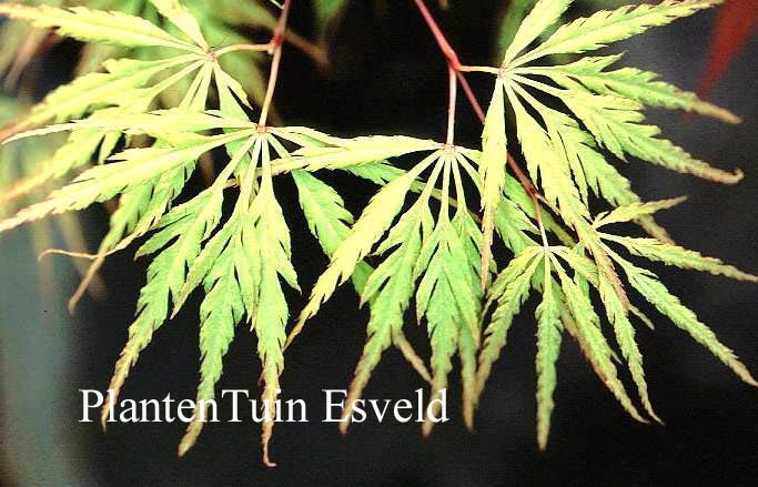 Acer palmatum 'Midori no teiboku'