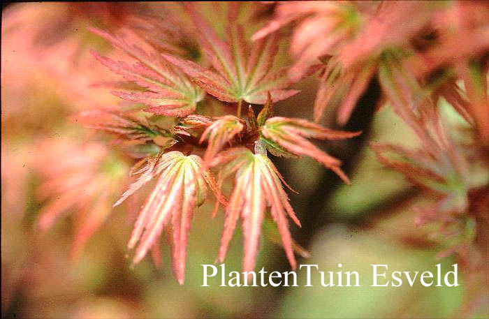 Acer palmatum 'Sandra'