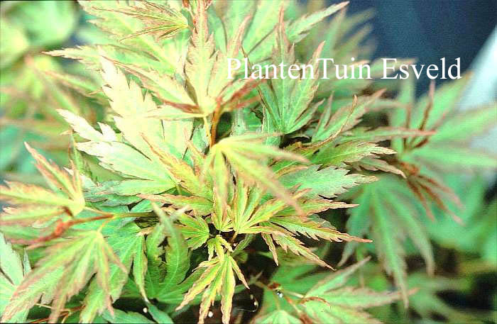 Acer palmatum 'Ryumon nishiki'