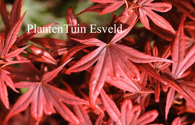 Acer palmatum 'Shaina'