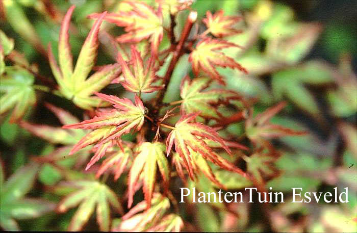 Acer palmatum 'Diana'