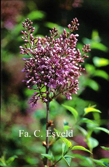 Syringa chinensis 'Saugeana'