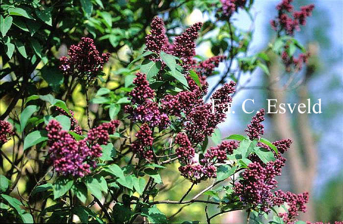 Syringa vulgaris 'Ruhm von Horstenstein'