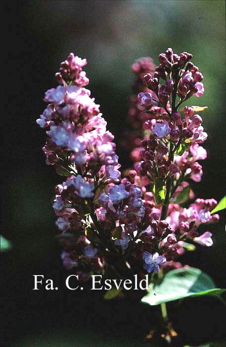 Syringa vulgaris 'Mme Antoine Buechner'