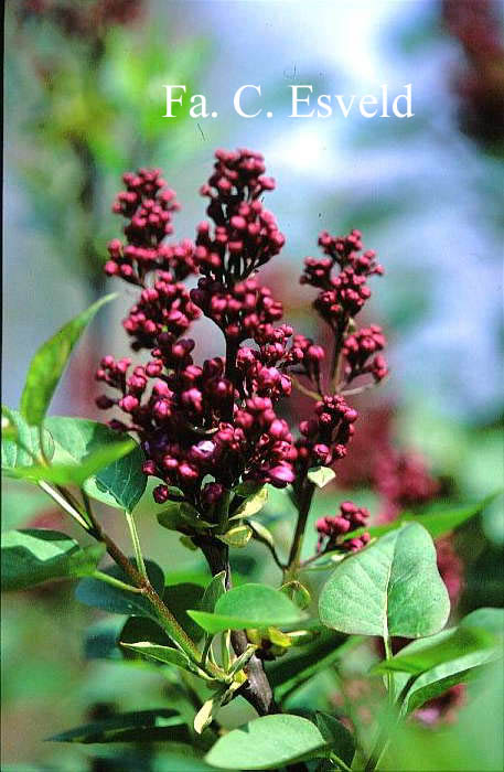 Syringa vulgaris 'Charles Joly'