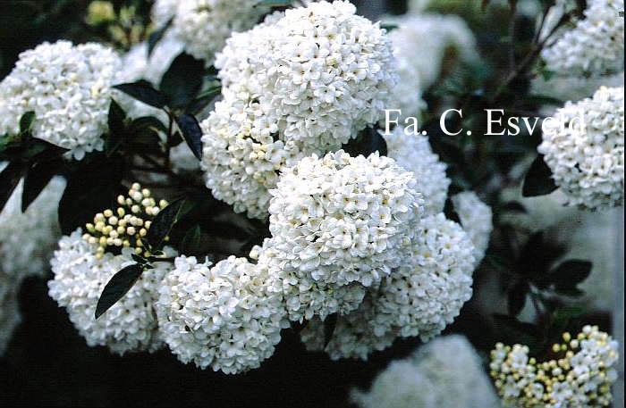 Viburnum 'Eskimo'