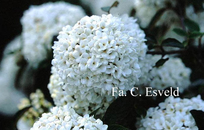 Viburnum 'Eskimo'