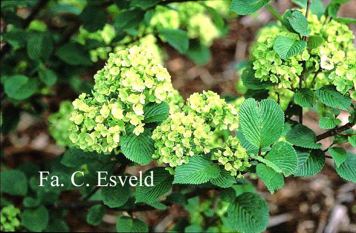 Viburnum plicatum 'Rotundifolium'