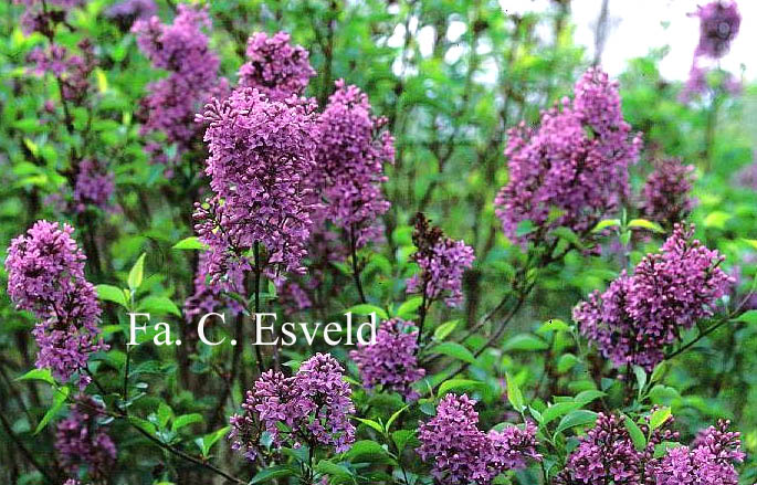 Syringa chinensis 'Amigo'