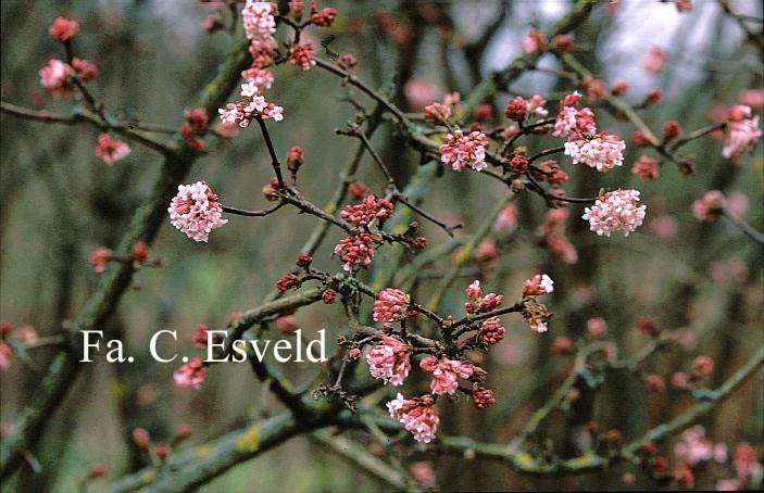 Viburnum bodnantense 'Charles Lamont'