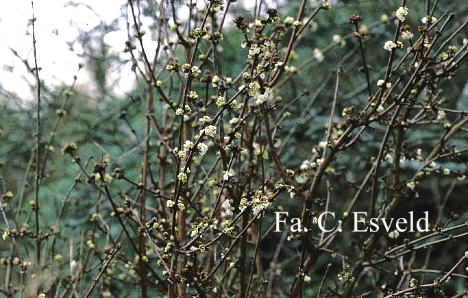 Viburnum farreri 'Candidissimum'