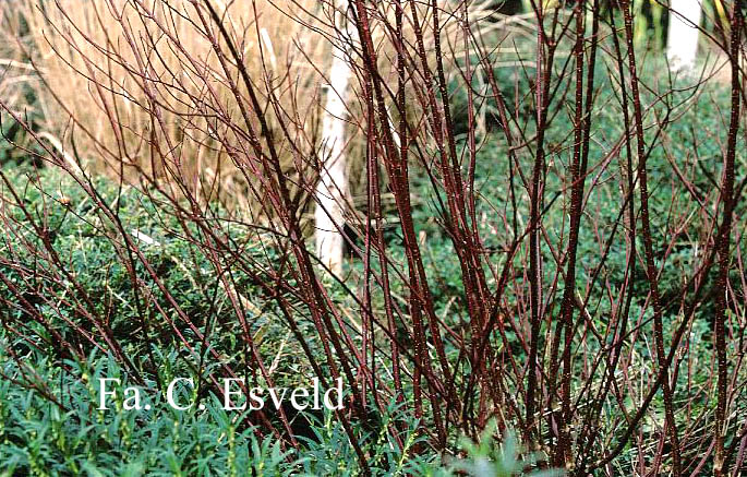 Cornus alba 'Elegantissima'