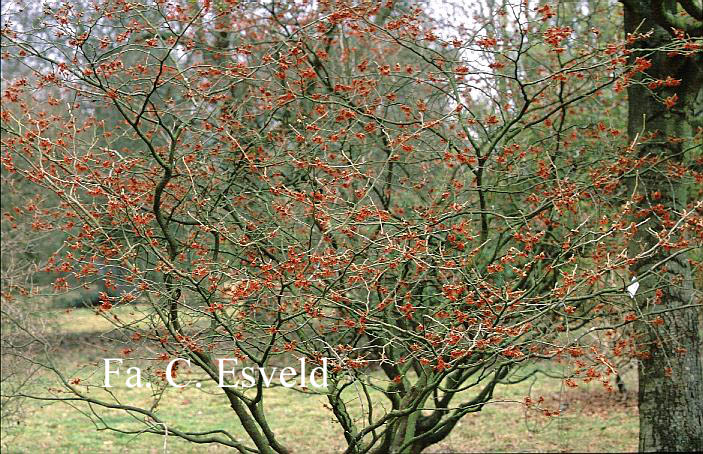 Hamamelis intermedia 'Diane'