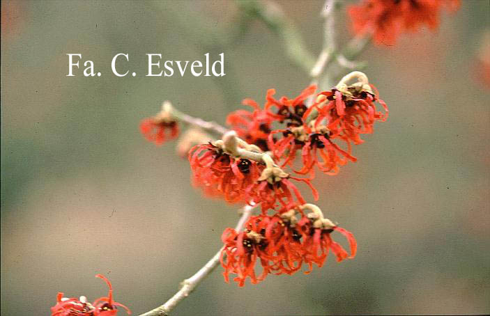 Hamamelis intermedia 'Diane'