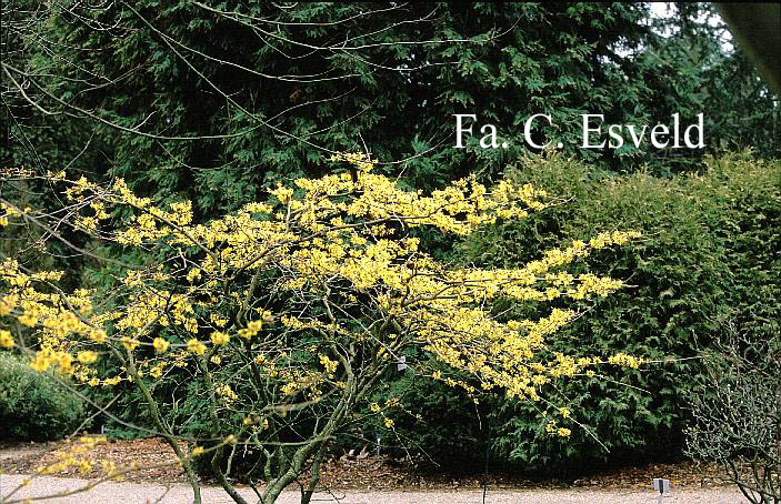 Hamamelis mollis 'Fred Chittenden' (=Pallida)